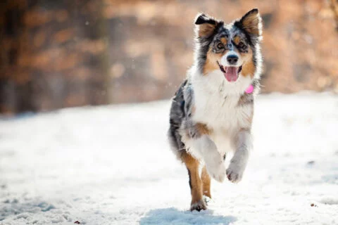 Dog running in the snow.